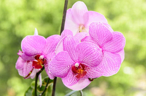 Розовая орхидея закрыть ветви цветы, изолированные на зеленый туман boke — стоковое фото