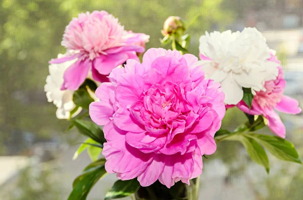 Rózsaszín pünkösdi rózsa virág, rügy, bokeh életlenítés háttér, nemzetség Paeonia — Stock Fotó