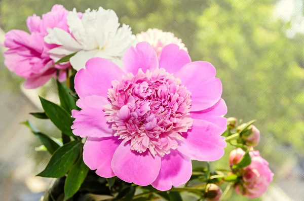 Flor de peônia rosa com botão, fundo borrão bokeh, gênero Paeonia — Fotografia de Stock