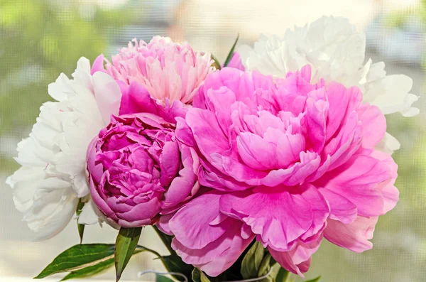 Ramo de flores de peonía rosa y blanca con brotes, desenfoque bokeh — Foto de Stock