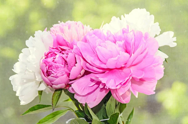 Ramo de flores de peonía rosa y blanca con brotes, desenfoque bokeh — Foto de Stock