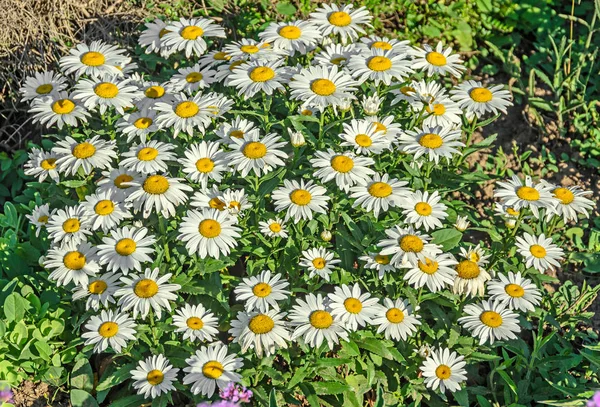 White daisy field flowers, margaret wild meadow, close up