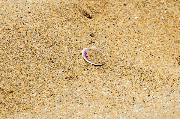 Colored sea shell standing in the golden beach sand, close up — Stock Photo, Image