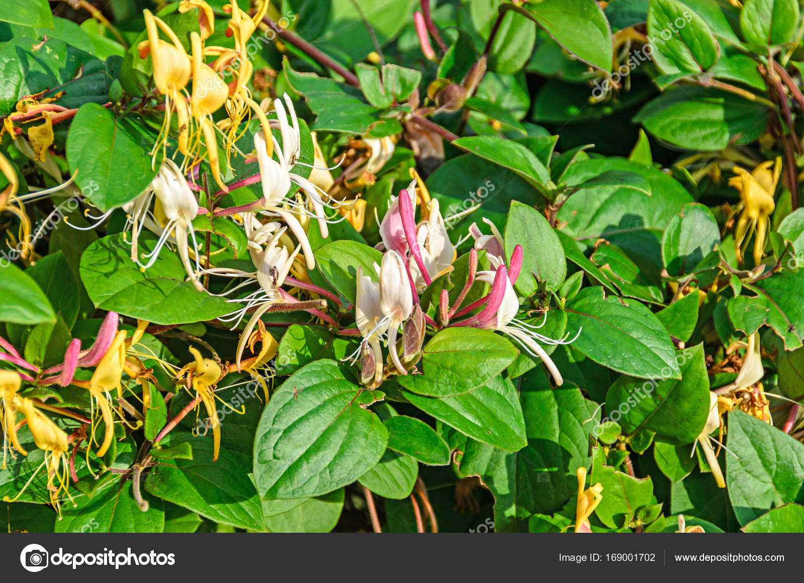 Lonicera Caprifolium Goat Leaf Honeysuckle Italian Honeysuckle Stock Photo Image By C Ncristian Lonicera Caprifolium Goat Leaf Honeysuckle Italian Honeysuckle Stock Photo Image By C Ncristian