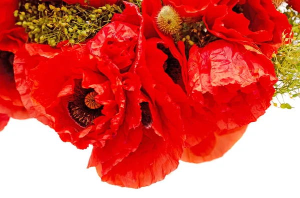 Bouquet de fleurs sauvages rouges de Papaver rhoeas gros plan (pop de maïs — Photo