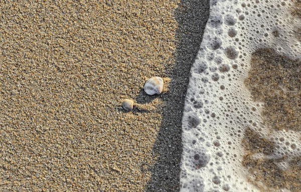 Colored sea shell standing in the golden beach sand near foam — Stock Photo, Image
