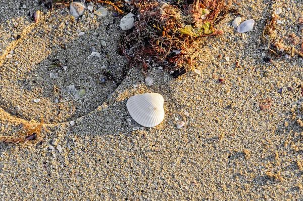 Farbige Muschel, die im goldenen Sand am Strand steht, aus nächster Nähe — Stockfoto