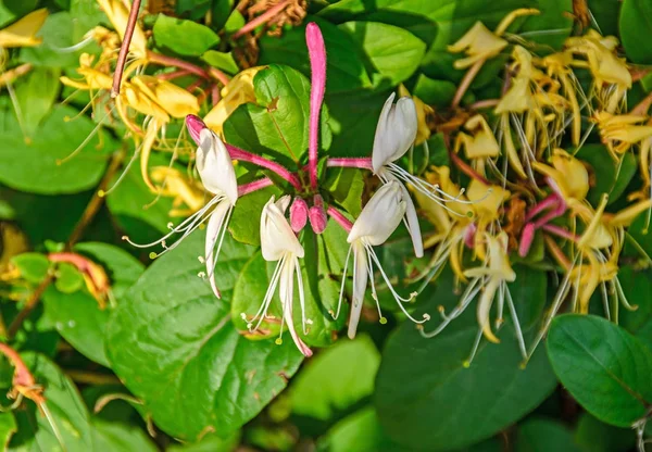 Lonicera caprifolium (козий жимолость, итальянская жимолость — стоковое фото