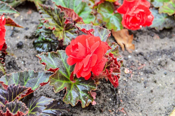 Rot phosphoreszierende Begonien Gartenblume, grüne Flecken Blätter, — Stockfoto
