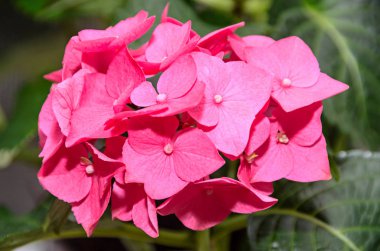 Pembe ortanca çiçek, HORTENSIA çalı bitki yakın kadar izole