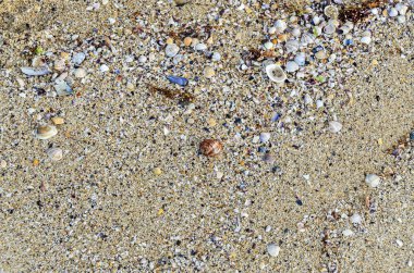 Renkli deniz kabuğu ayakta su kenarında kum altın Beach, 