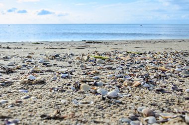Golden beach su kum ayakta renkli deniz kabukları,