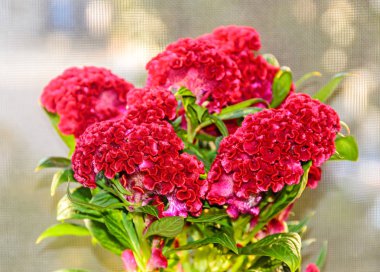 Koyu kırmızı Celosia cristata çiçek cins Celosia, cockscomb (Creasta Cocosului).