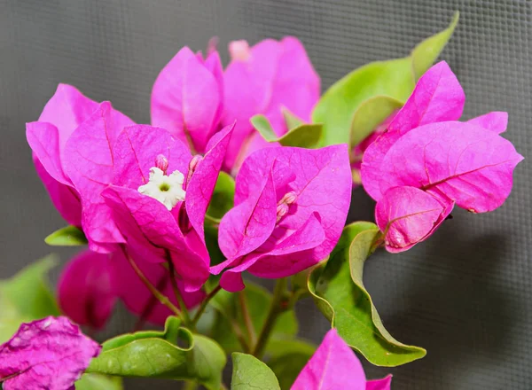 Bougainvillea flores de rama rosa, flor de papel con hojas verdes —  Fotos de Stock