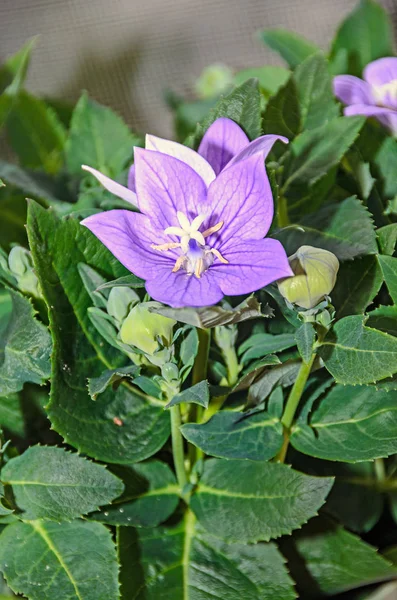 Platycodon grandiflorus astra blue, balloon flower with buds — Stock Photo, Image