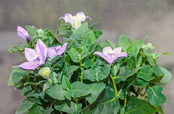 Platycodon grandiflorus astra blue, balloon flower with buds — Stock Photo, Image