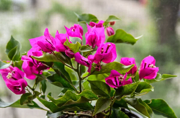 Bougainvillea flores de rama rosa, flor de papel con hojas verdes —  Fotos de Stock