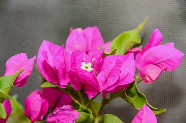 Bougainvillea flores de rama rosa, flor de papel con hojas verdes —  Fotos de Stock