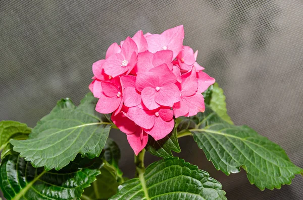 Pembe ortanca çiçek, HORTENSIA çalı bitki yakın kadar izole — Stok fotoğraf