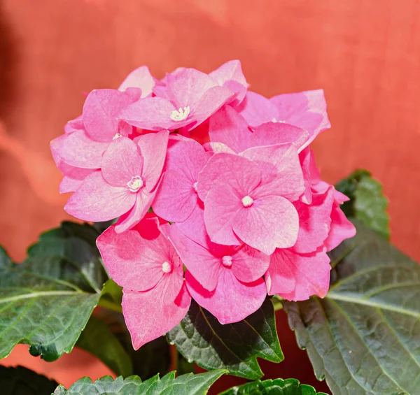 Flores de hortensia rosadas, planta arbustiva de hortensia de cerca aislada — Foto de Stock