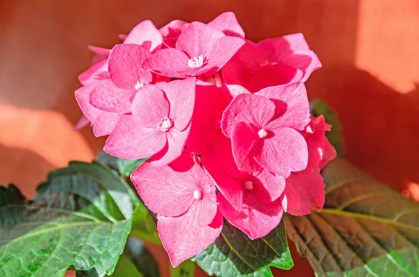 Flores de hortensia rosadas, planta arbustiva de hortensia de cerca aislada — Foto de Stock