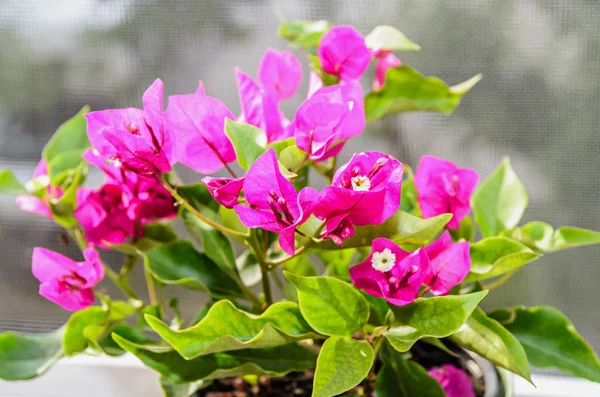 Bougainvillea flores de rama rosa, flor de papel con hojas verdes —  Fotos de Stock
