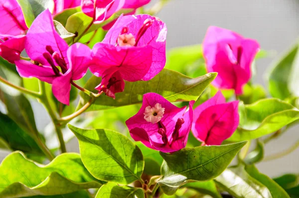 Bougainvillea flores de rama rosa, flor de papel con hojas verdes —  Fotos de Stock