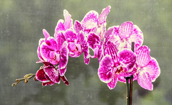 Фиолетовый орхидея закрыть ветви цветка, изолированные на зеленый боке — стоковое фото