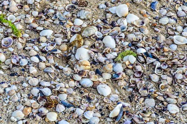 Muscheln stehen im goldenen Sand am Strand in der Nähe des Wassers, — Stockfoto