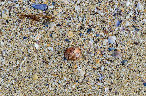 Colored sea shell standing in the golden beach sand near water, — Stock Photo, Image