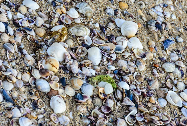 Muscheln stehen im goldenen Sand am Strand in der Nähe des Wassers, — Stockfoto