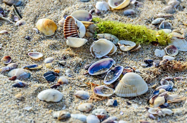 Muscheln stehen im goldenen Sand am Strand in der Nähe des Wassers, — Stockfoto