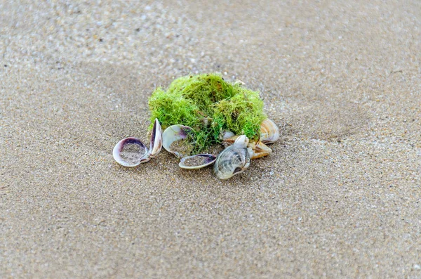 Muscheln stehen im goldenen Sand am Strand in der Nähe des Wassers, — Stockfoto