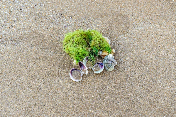 Muscheln stehen im goldenen Sand am Strand in der Nähe des Wassers, — Stockfoto