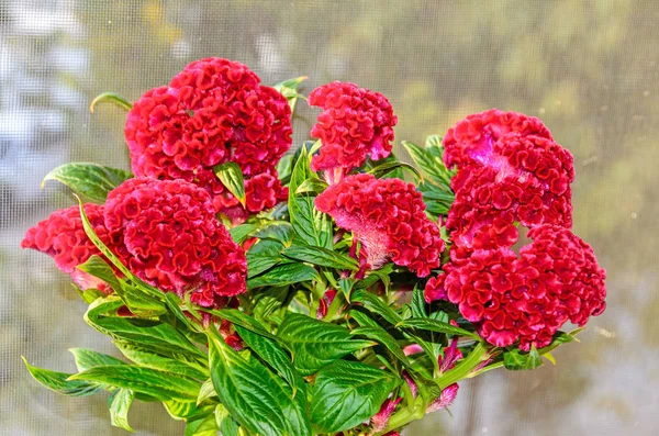 Dunkelrote Celosia cristata Blüten Gattung Celosia, Hahnenkamm (creasta cocosului). — Stockfoto