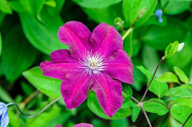 Clematis menekşe çiçeği, Tırmanışçılar Kraliçesi, izole edilmiş, yakın plan