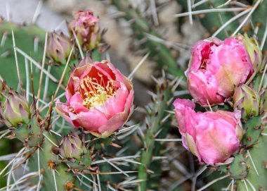 Opuntia humifusa çiçek, Şeytan'ın-dil (bedensel Soacrei pembe)