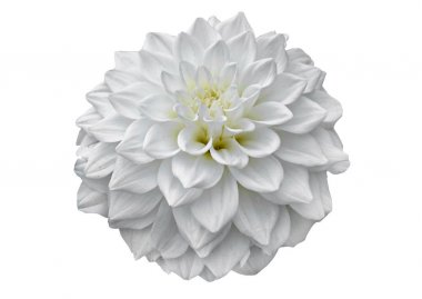 Beyaz Yıldız Çiçeği çiçek ile bud, desen yaprakları, yakın çekim