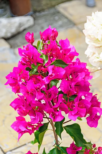 Bougainvillea flores de rama rosa, rama de flores de papel con hojas verdes . —  Fotos de Stock