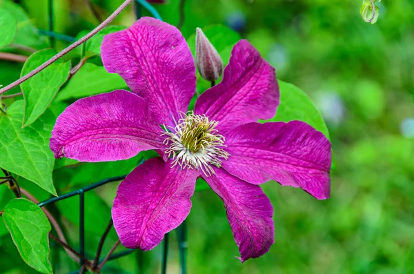 Fioletowy kwiat Klematis, Królowa Wspinaczy, odizolowany, zbliżenie — Zdjęcie stockowe