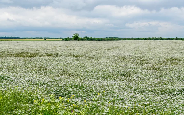 Countryside field with white  Yarrow Achillea millefolium flower
