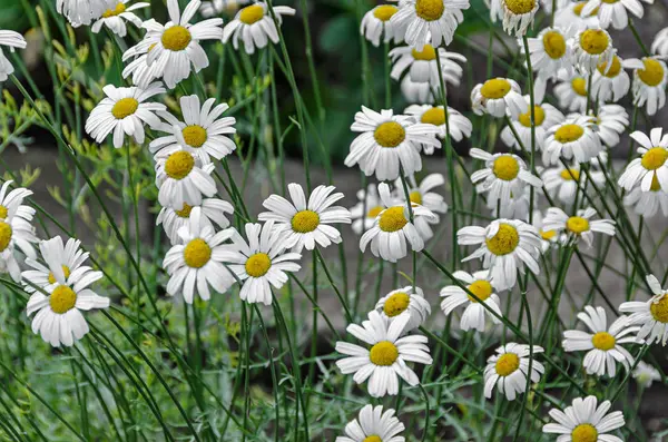 Fält av daisy blommor, kamomill gröna blad, närbild — Stockfoto