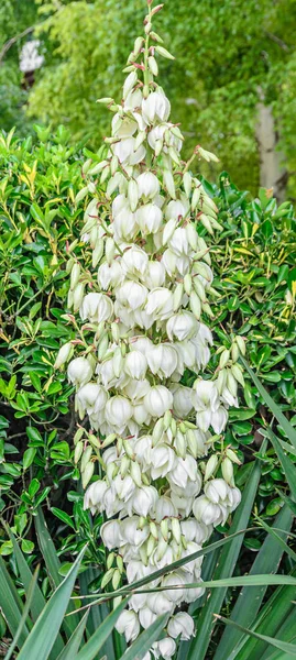 White Yucca filamentosa bush flowers,  other names include Adams