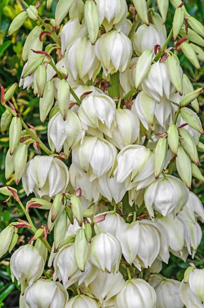 Flores de arbusto de Yucca filamentosa blanca, otros nombres incluyen Adams —  Fotos de Stock