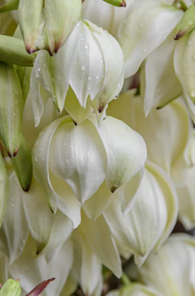 Flores de arbusto de Yucca filamentosa blanca, otros nombres incluyen Adams — Foto de Stock