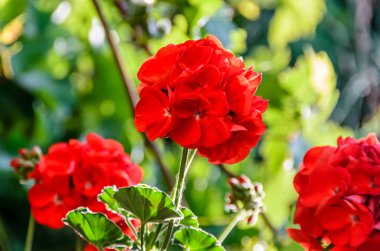 Kırmızı ıtır, sardunyalar çiçekler, yakın çekim, yeşil bokeh bulanıklık b