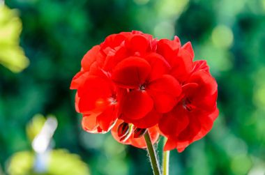 Kırmızı ıtır, sardunyalar çiçekler, yakın çekim, yeşil bokeh bulanıklık b