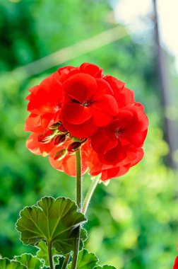 Kırmızı ıtır, sardunyalar çiçekler, yakın çekim, yeşil bokeh bulanıklık