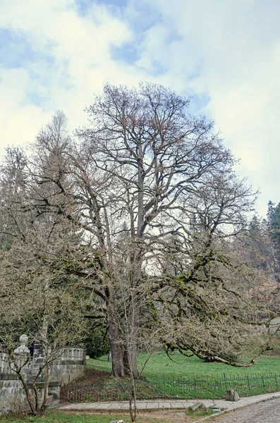 Grande árvore velha com galhos espalhados, céu azul nuvens, close-up — Fotografia de Stock
