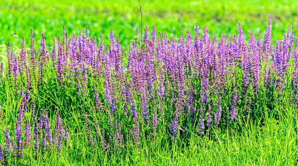 Malva púrpura Lavandula angustifolia flores en un campo verde , — Foto de Stock